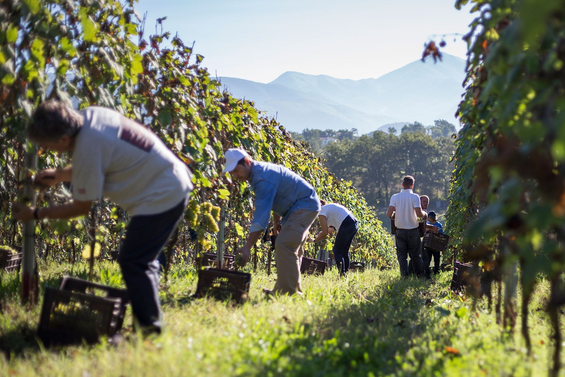 Organic food and wine tours in Italy - Discover the secrets behind the best Italian products and dishes